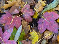 Ahornblätter mit violetter Rückseite und Tropfen